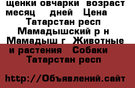 щенки овчарки, возраст-месяц 10 дней › Цена ­ 1 - Татарстан респ., Мамадышский р-н, Мамадыш г. Животные и растения » Собаки   . Татарстан респ.